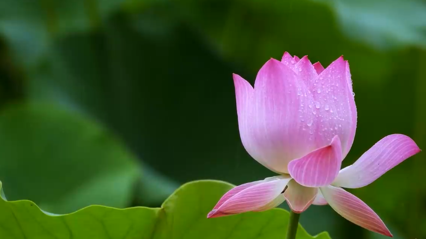 夏至丨你听，这是盛夏的声音！