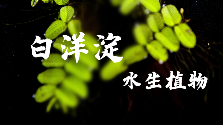 明信片·如面丨白洋淀：苇海碧波 浮藻若梦